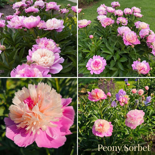 Pfingstrosen Sommergarten Kollektion