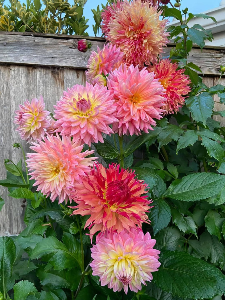 Dahlie 'Strawberry Ice'