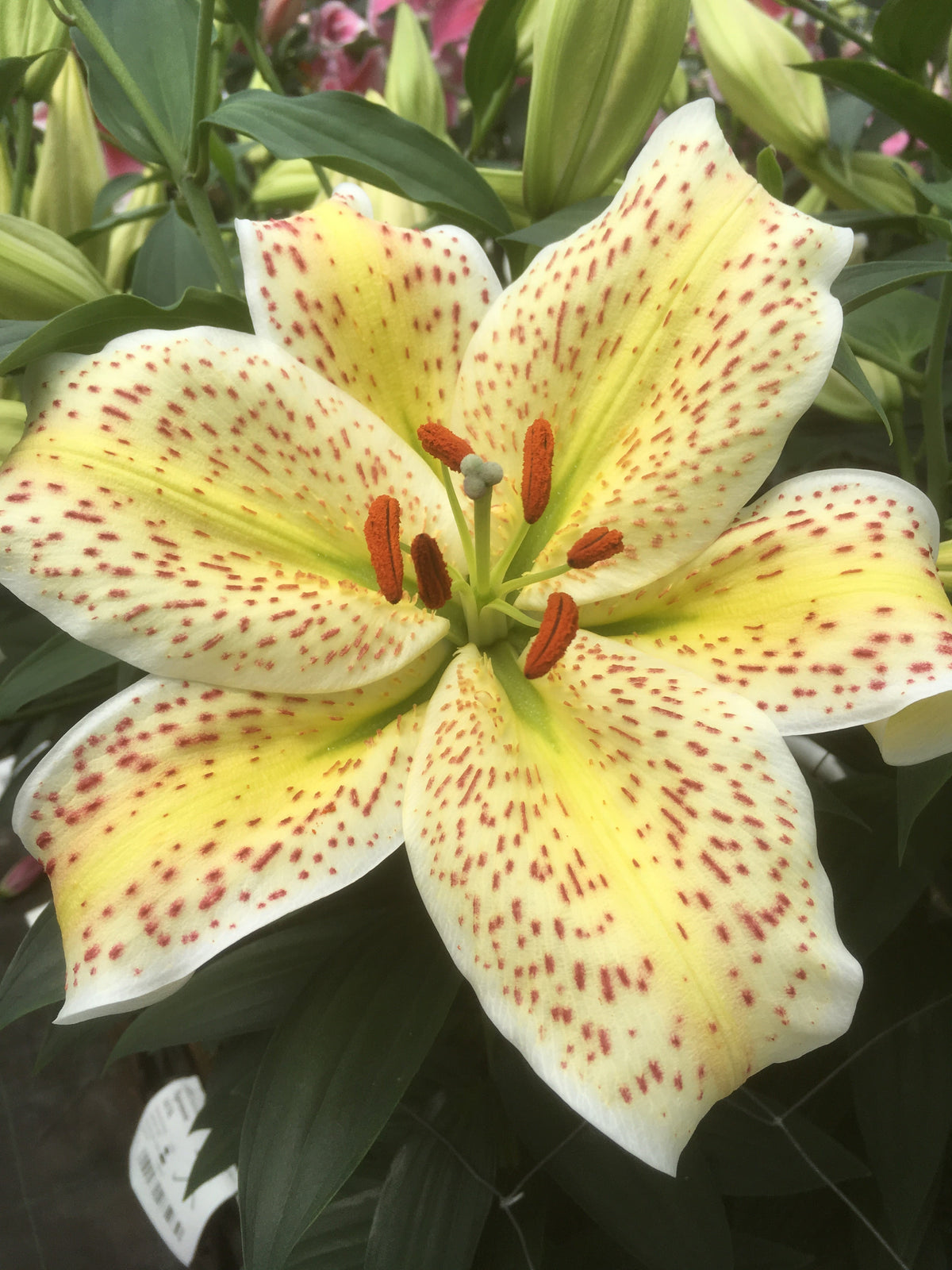Lilium Tigermoon