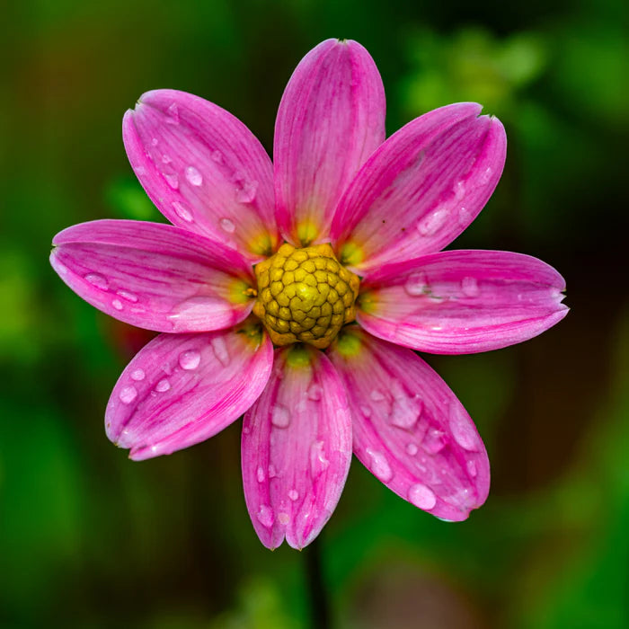 Sammlung Einzigartige Herzen