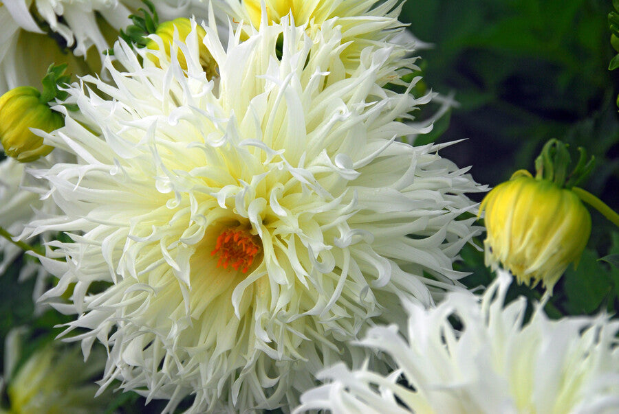 Dahlia Mondbote