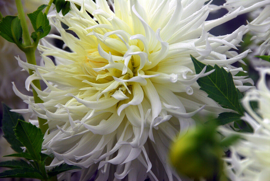 Dahlia Mondbote