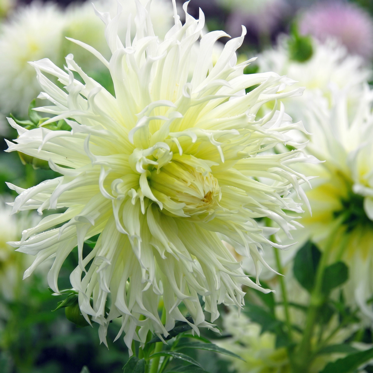 Kollektion White Garden Dreams