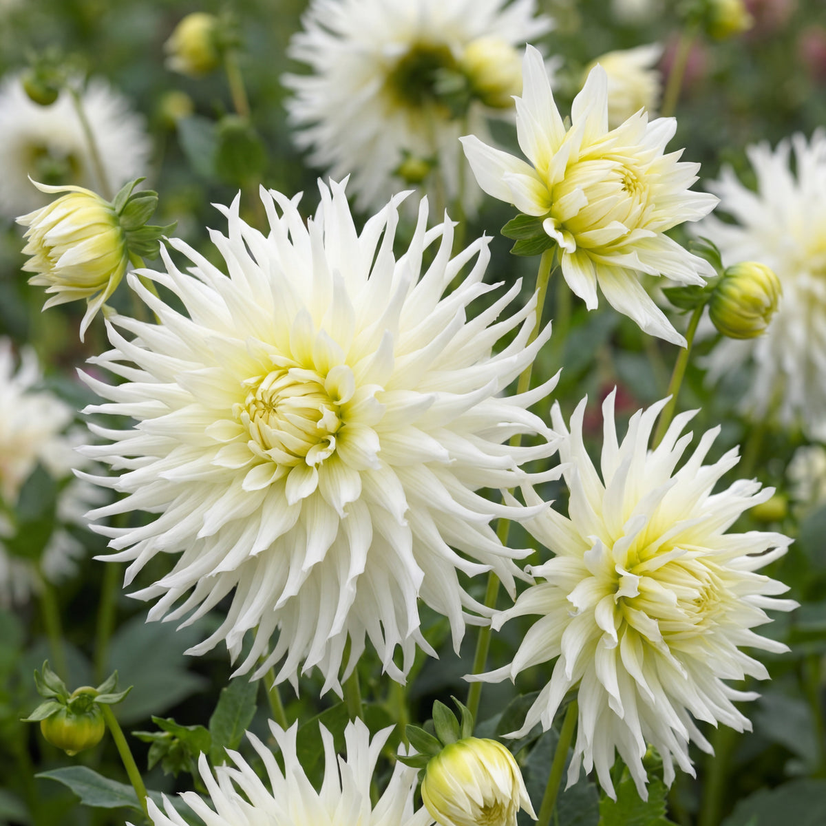 Dahlia Mondbote