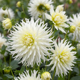 Dahlia Mondbote