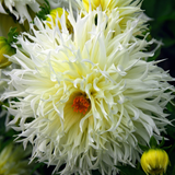 Kollektion White Garden Dreams