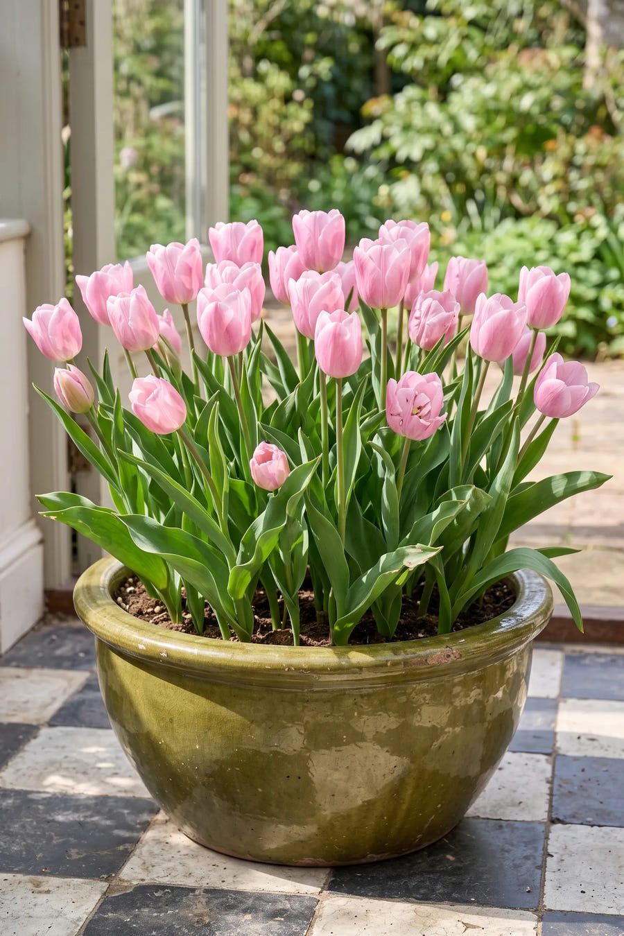 Tulipa Feeling Love — in pot op terras