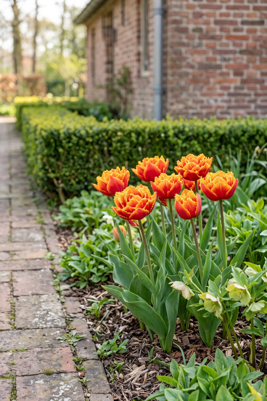 Tulipa Gold Dust — in de border