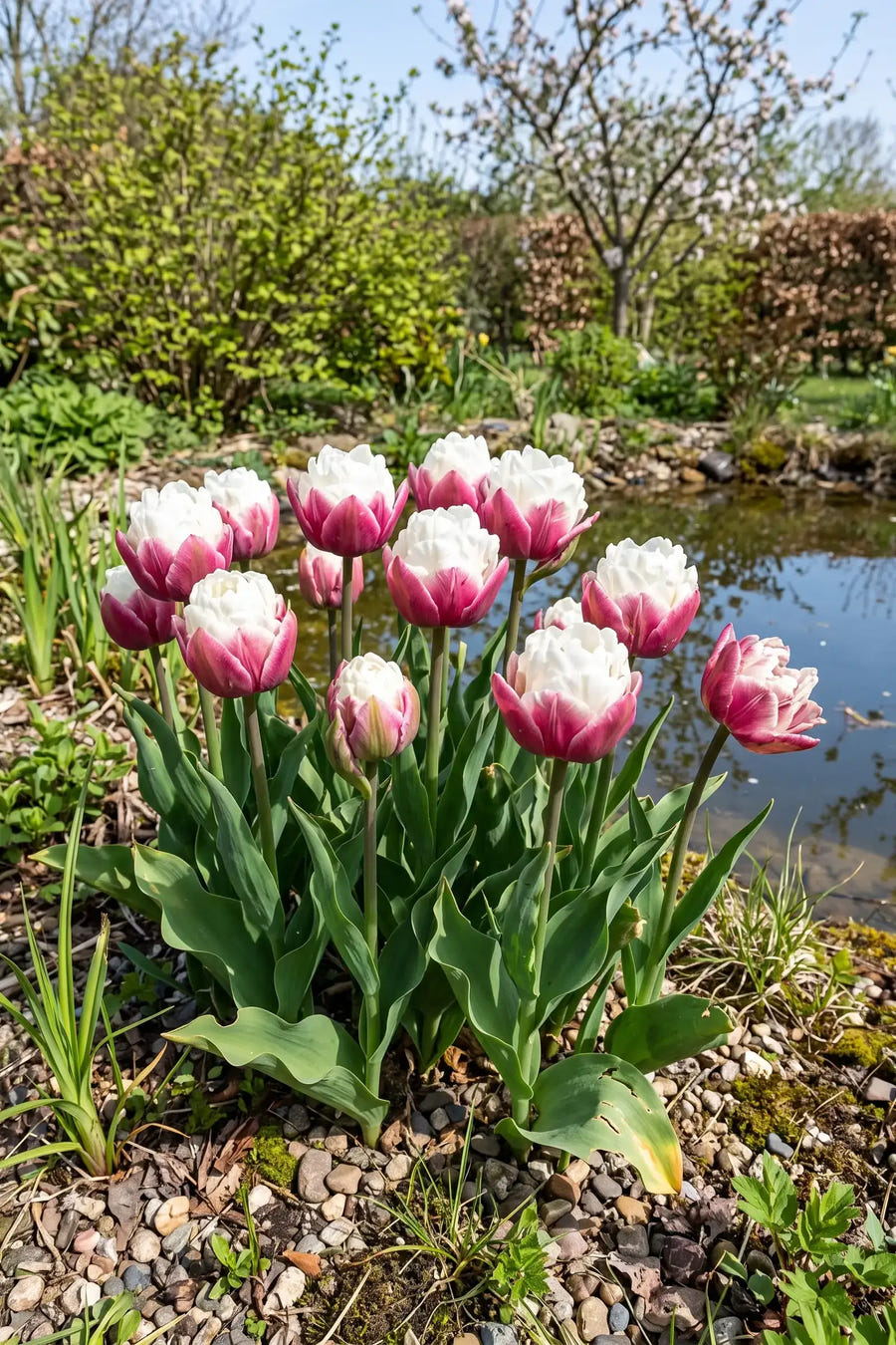 Tulipa Ice Cream — in de border