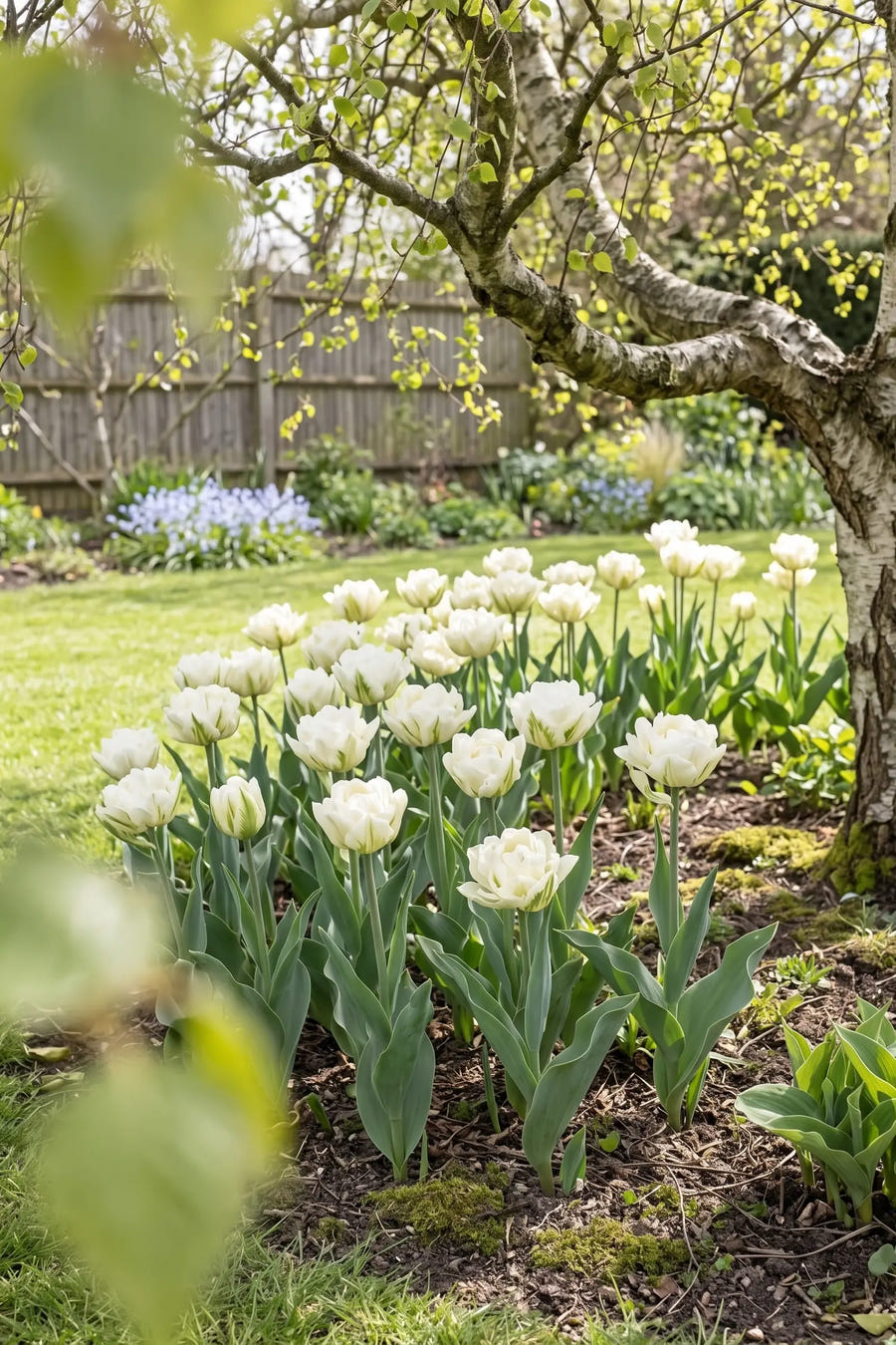 Tulipa Mondial — groep in de tuinborder