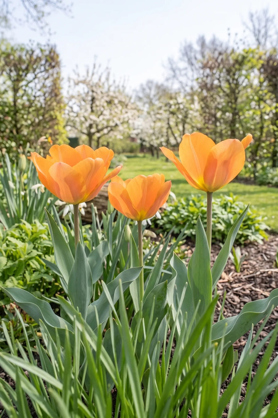 Tulipa Orange Emperor — in de tuin