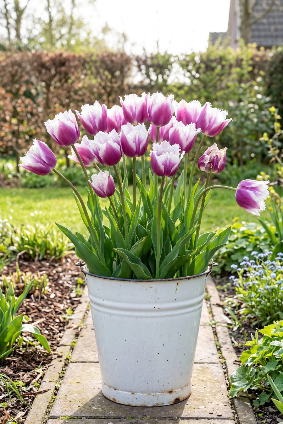 Tulipa Siesta — in pot op terras