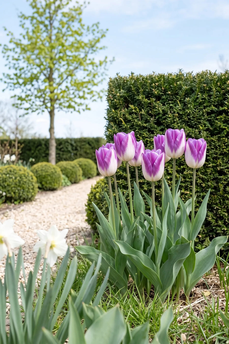 Tulipa Synaeda Blue — in de border, extra beeld