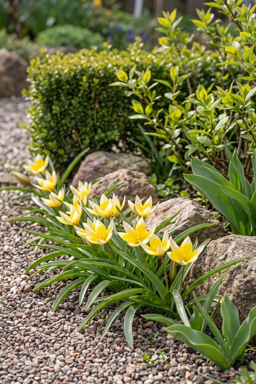 Tulipa Tarda — in de tuin, extra beeld