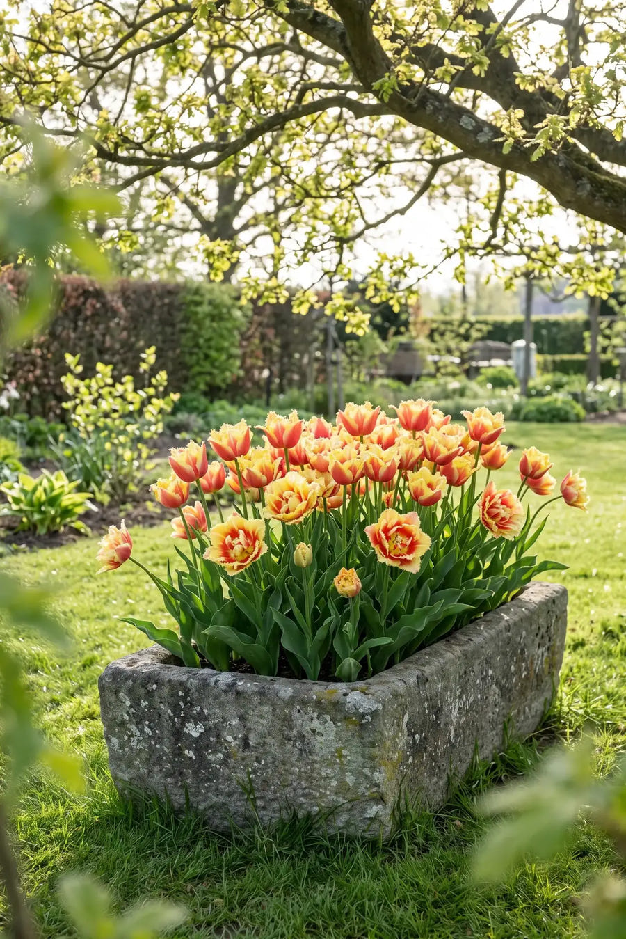 Tulipa Vaya Con Dios — in pot op terras