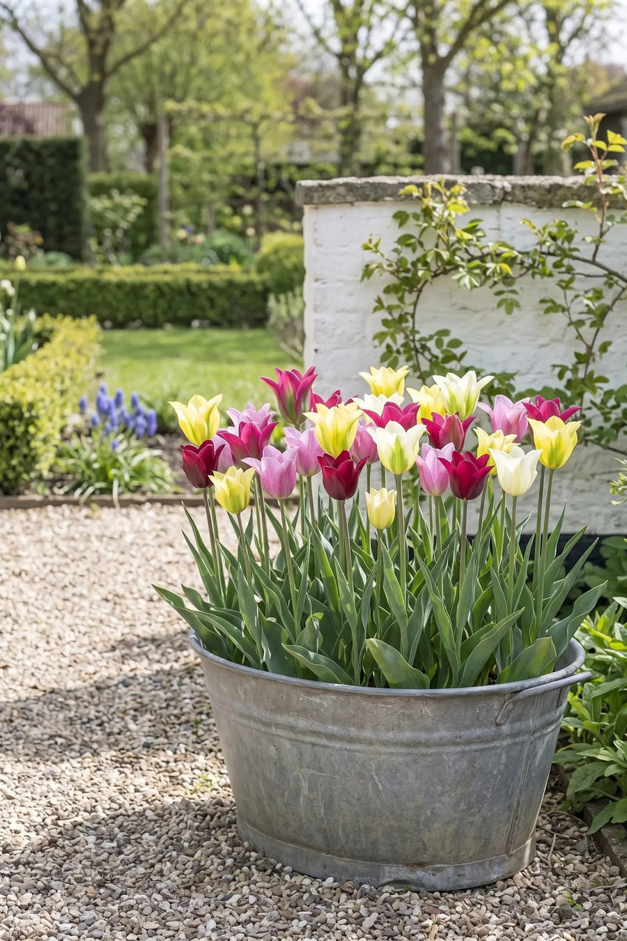Tulipa Viridiflora Mixed — in pot op terras