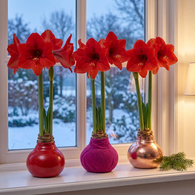 Windowsill