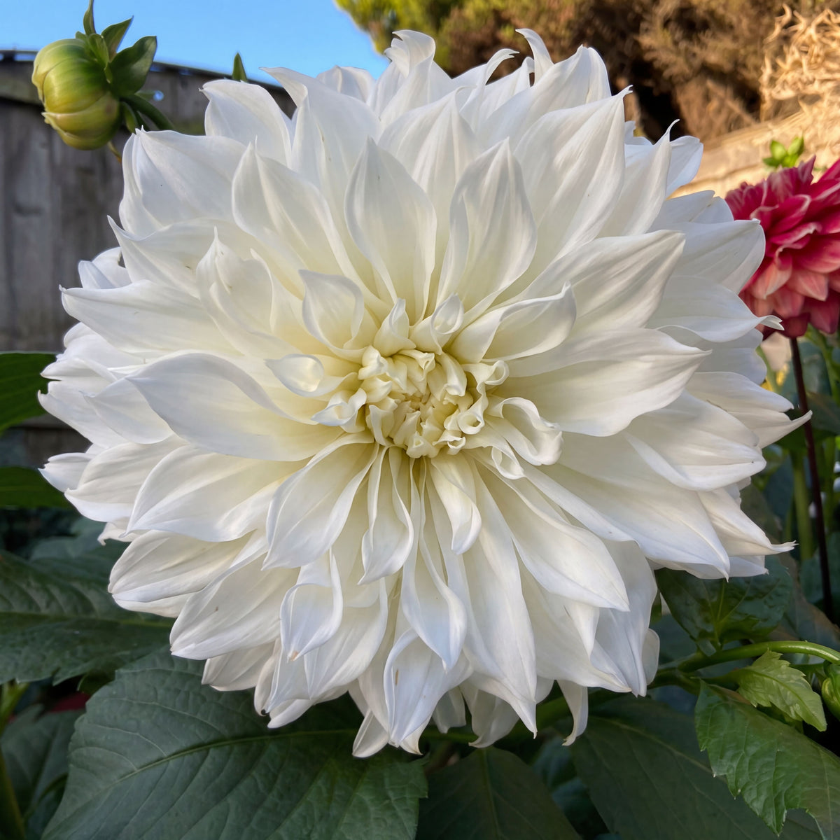 Dahlie White Perfection
