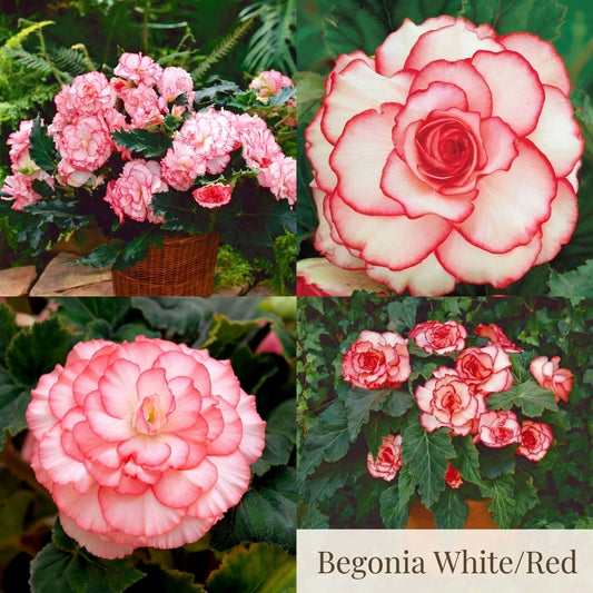 Begonia Sommergarten-Kollektion