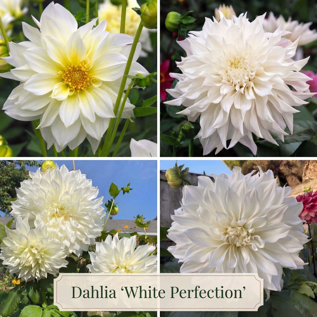 Dahlien Sommergarten Kollektion