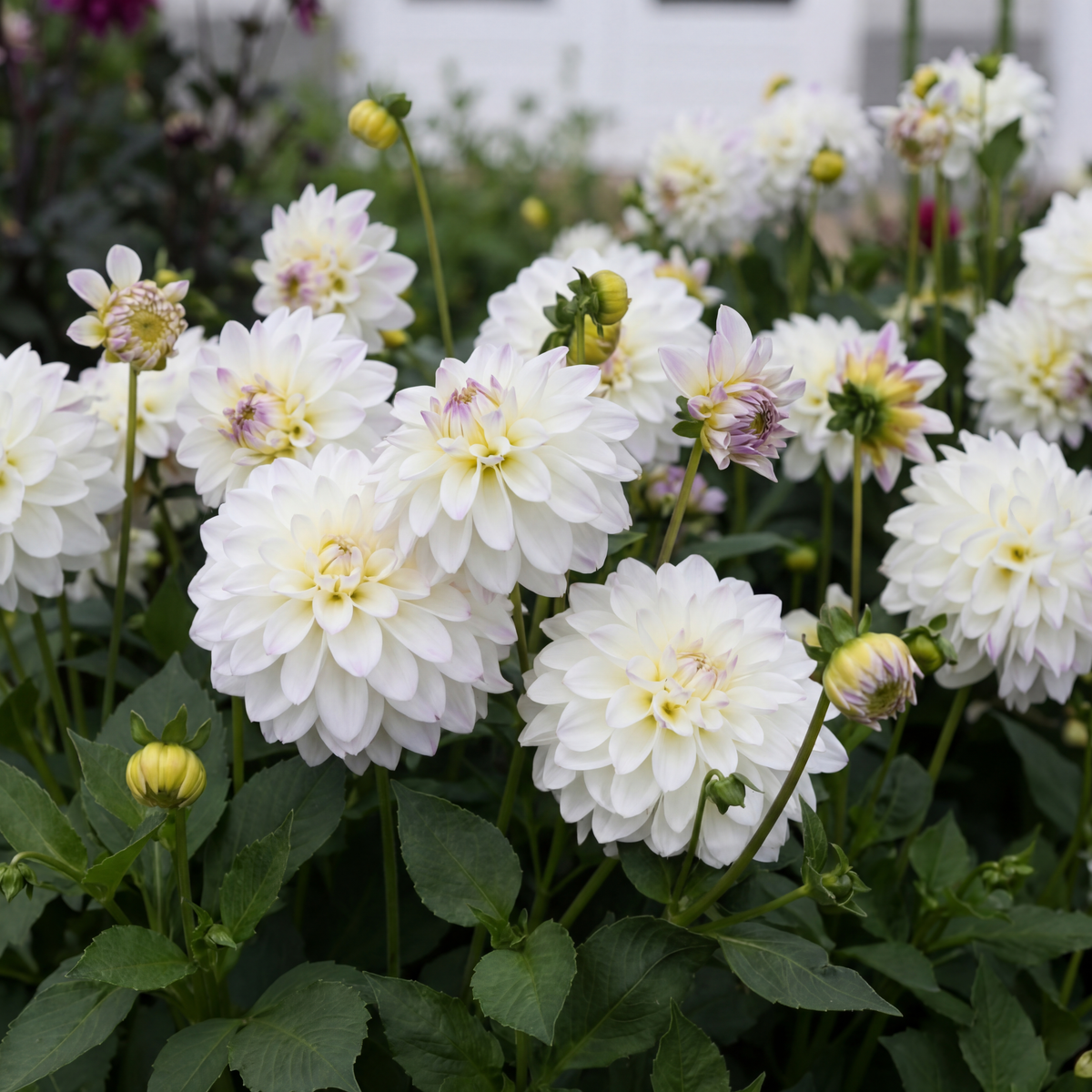 Kollektion White Garden Dreams