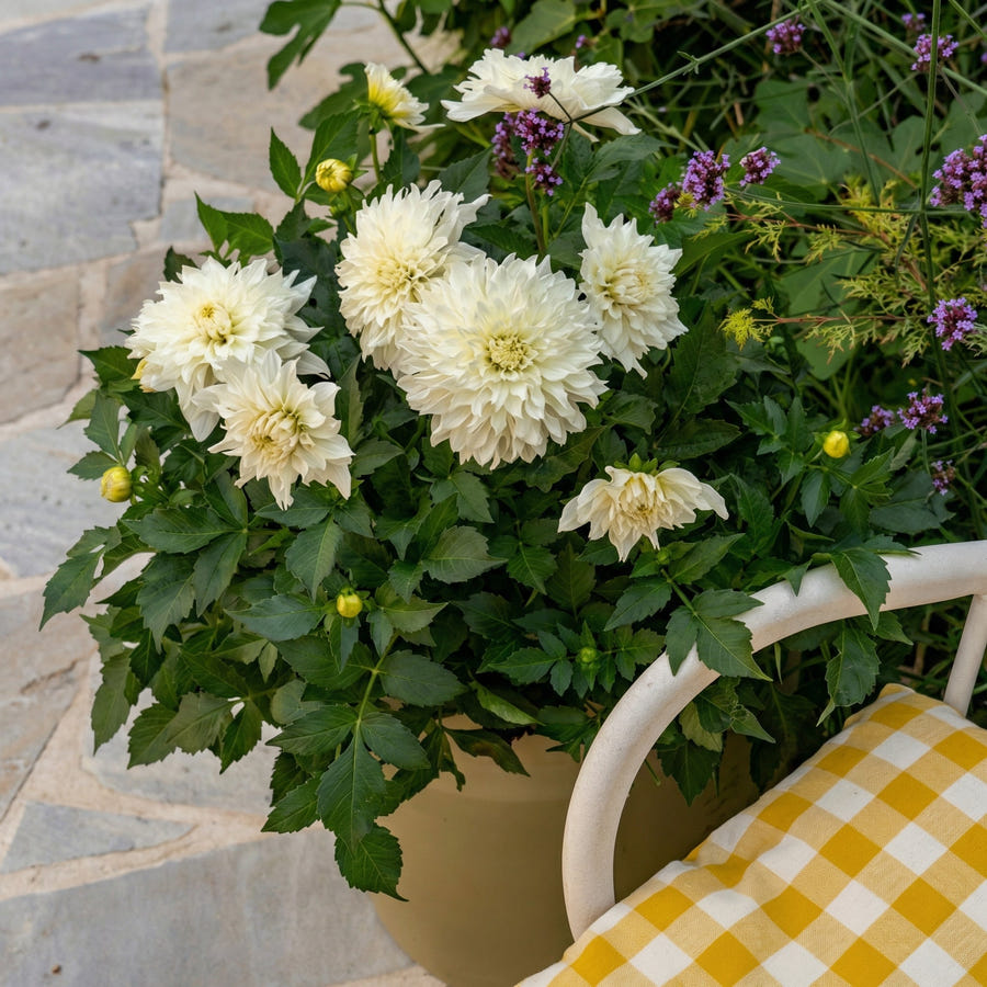 Dahlia Wittem