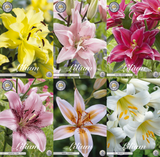 Lilien-Eleganz