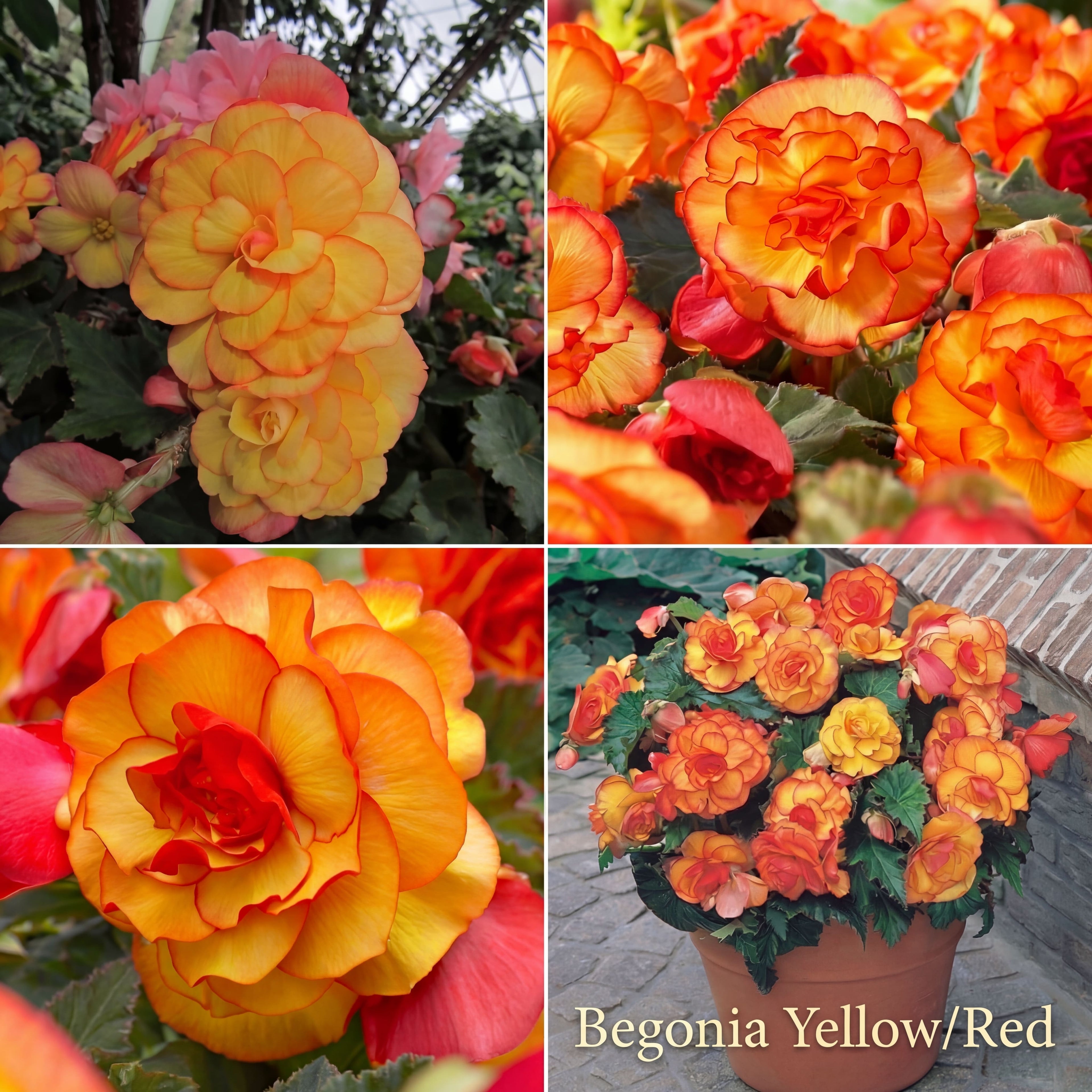 Begonia Sommergarten-Kollektion