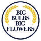 Big Bulbs Big Flowers
